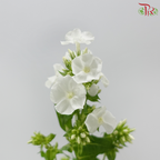 Phlox - White (Per Bunch)