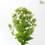 Phlox - Bicolour Green & White (5 Stems)