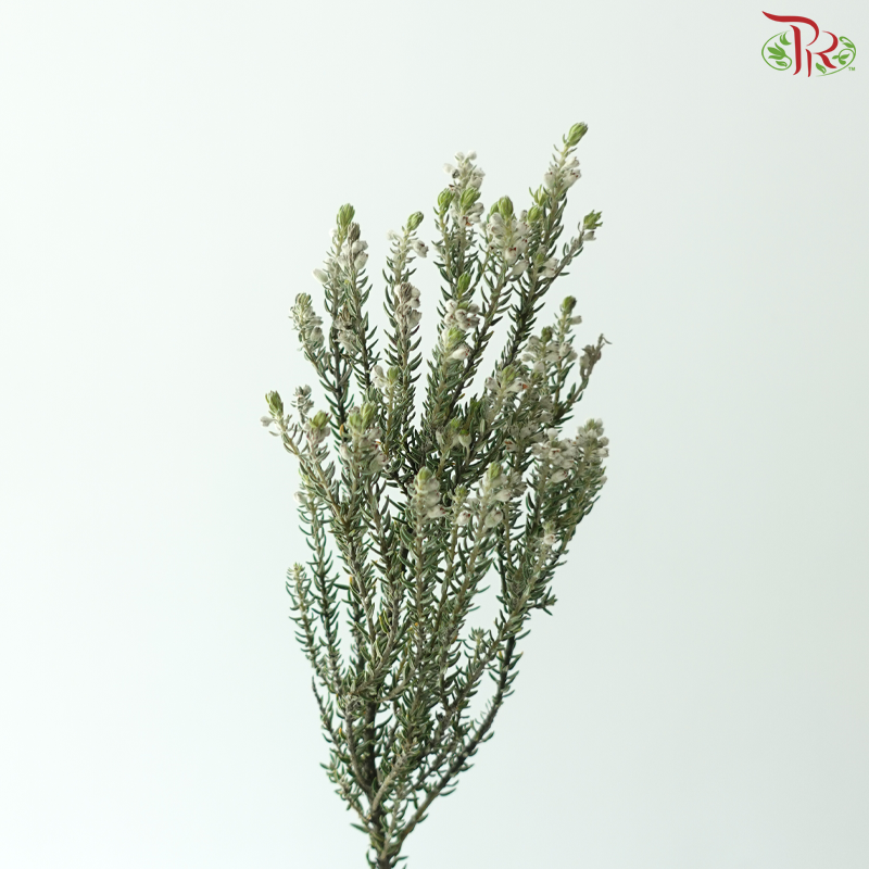 Phylica Ericoides (Rock) (10 Stems)
