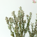 Phylica Ericoides (Rock) (10 Stems)