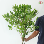 Phyllanthus Emblica 《油甘》