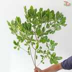 Phyllanthus Emblica 《油甘》