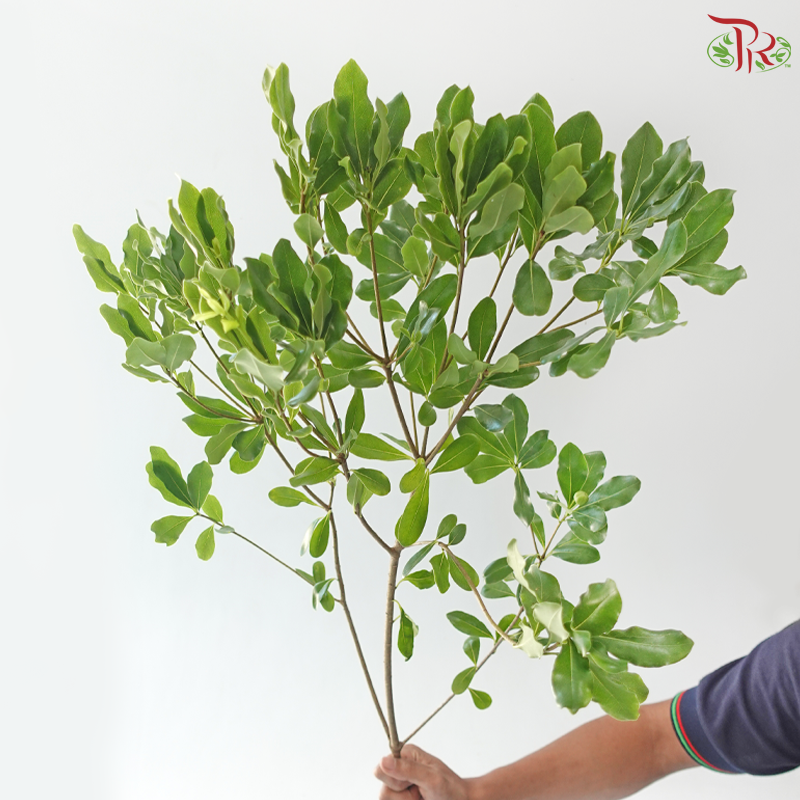 Phyllanthus Emblica 《油甘》