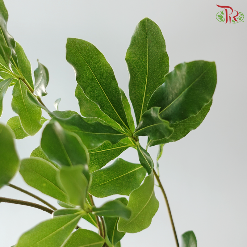 Phyllanthus Emblica 《油甘》