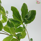 Phyllanthus Emblica 《油甘》