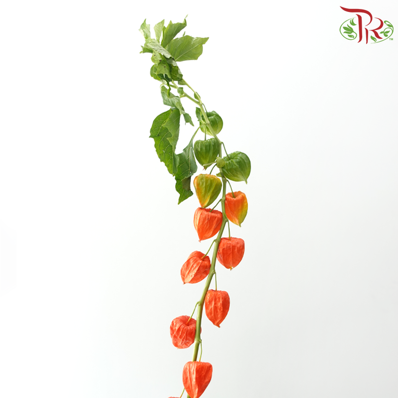 Cranberries Physalis (Per Bunch)
