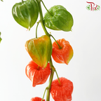 Cranberries Physalis (Per Bunch)
