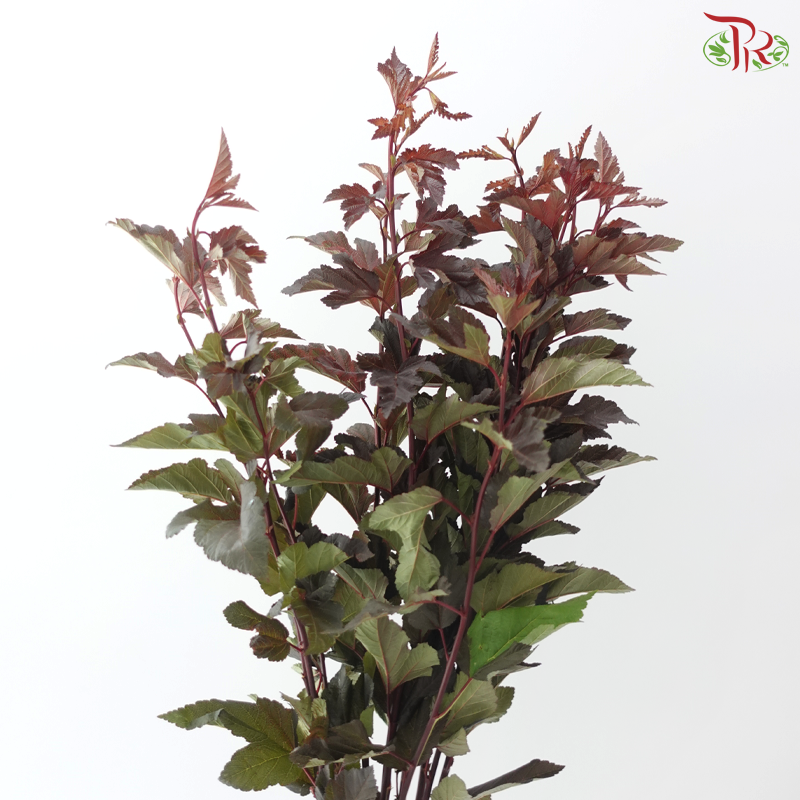 Physocarpus Diabolo Leaf Red (10 Stems)