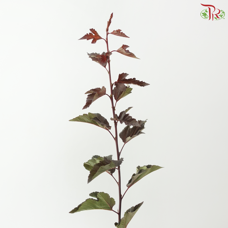 Physocarpus Diabolo Leaf Red (10 Stems)