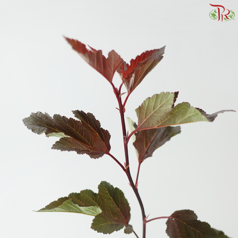 Physocarpus Diabolo Leaf Red (10 Stems)