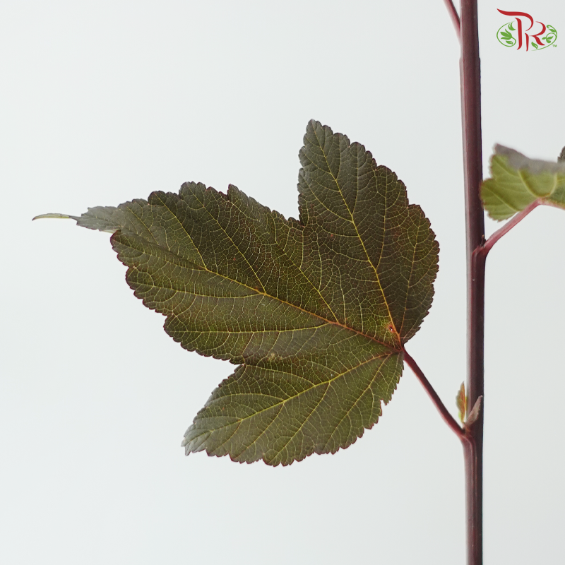 Physocarpus Diabolo Leaf Red (10 Stems)