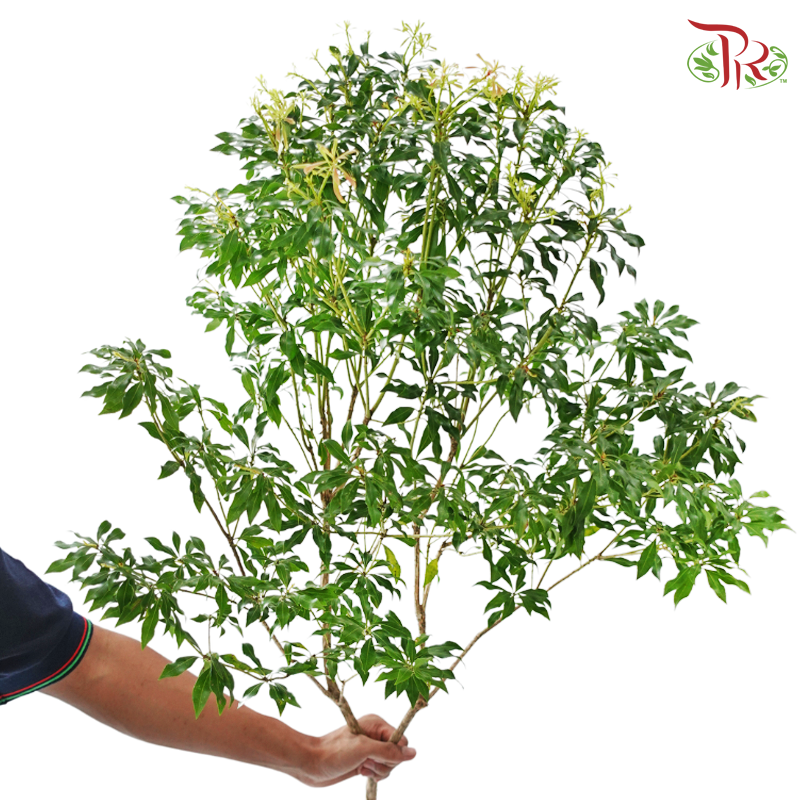 Pieris Japonica