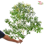 Pieris Japonica