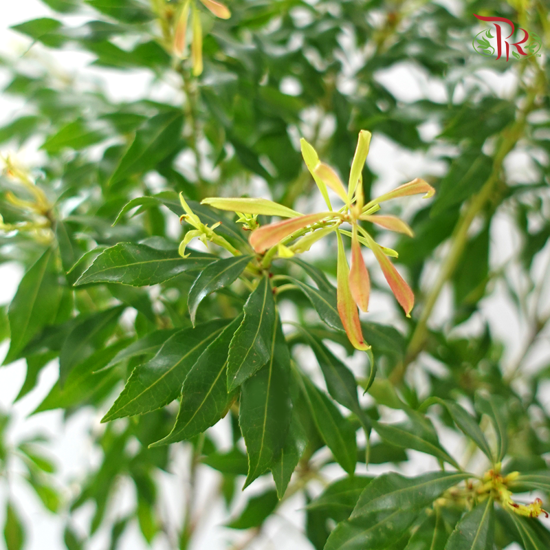 Pieris Japonica