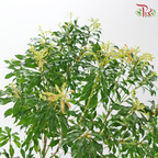 Pieris Japonica