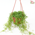 Pilea Depressa P120 JH 《玲珑冷水花》