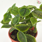 Pilea Moon Valley P120 J01《皱叶冷水花》