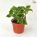 Pilea Moon Valley P120 J01《皱叶冷水花》