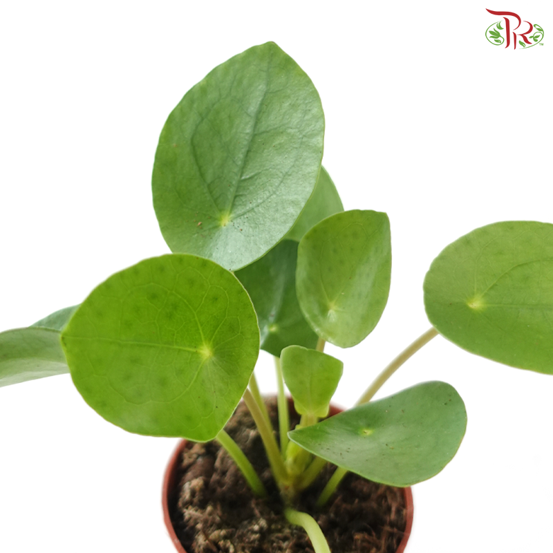 Pilea Peperomoides 60 - 12cm《镜面草》