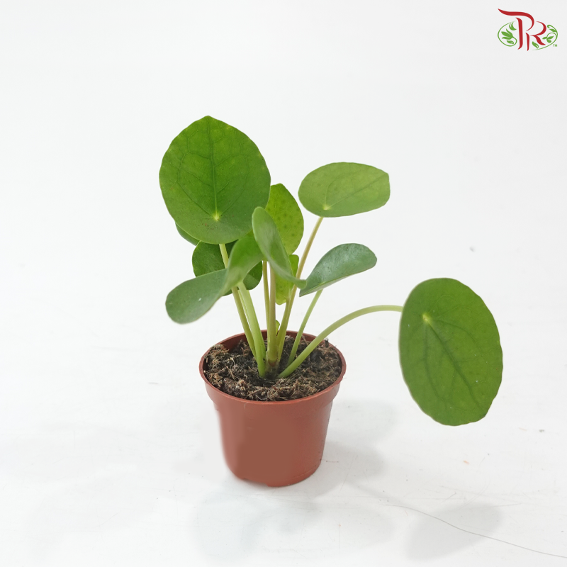 Pilea Peperomoides 60 - 12cm《镜面草》