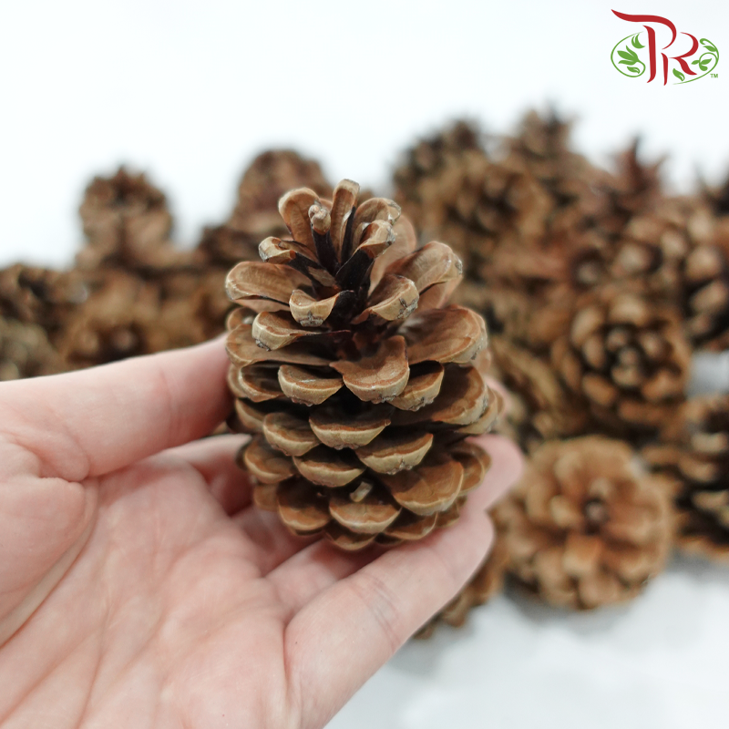 Pine Cone Austria (500 Gram)