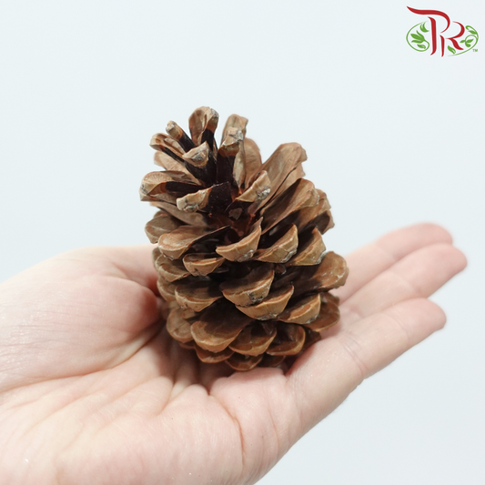 Pine Cone Austria (500 Gram)