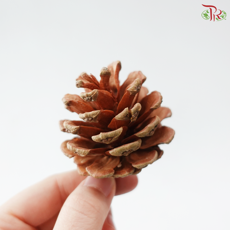 Pine Cones (Per Pack)