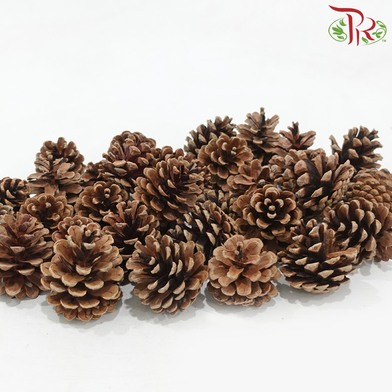 Pine Cone Austria (500 Gram)