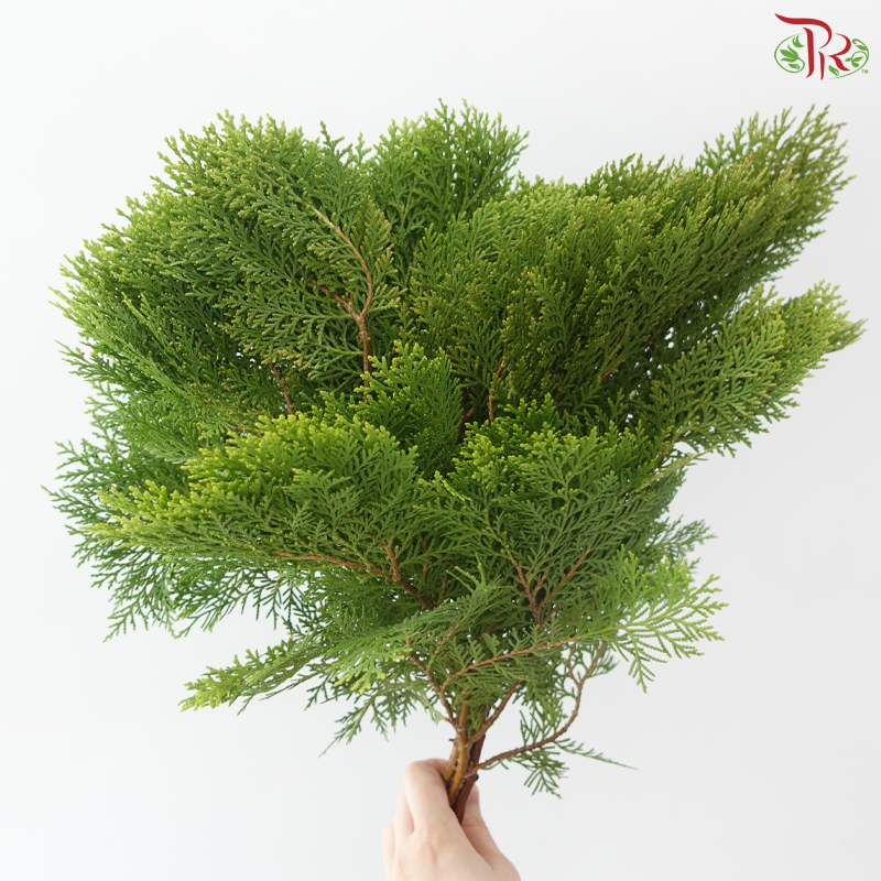 FG - Pine Leaf (Pak Yip)