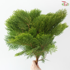 FG - Pine Leaf (Pak Yip)