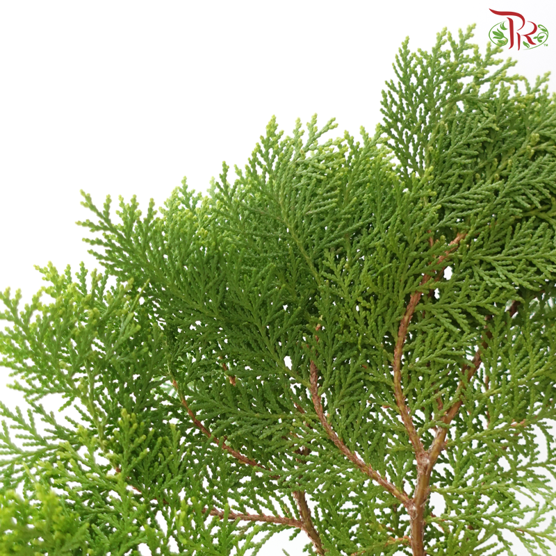 FG - Pine Leaf (Pak Yip)