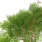 FG - Pine Leaf (Pak Yip)