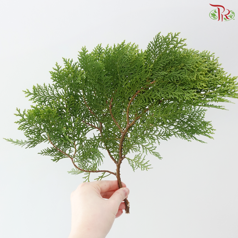 FG - Pine Leaf (Pak Yip)