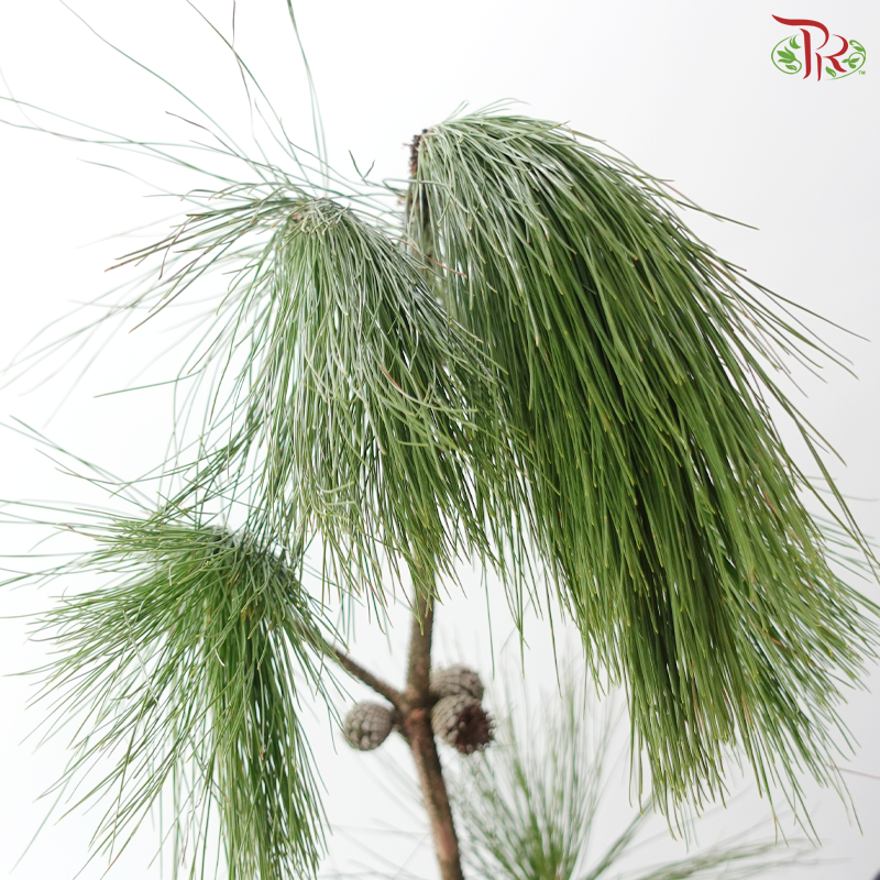 Pine Leaf With Cone (Per Branch)