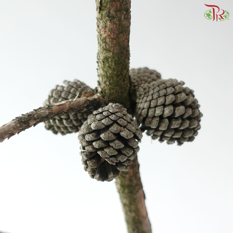 Pine Leaf With Cone (Per Branch)