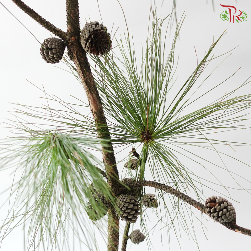 Pine Leaf With Cone (Per Branch)