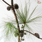 Pine Leaf With Cone (Per Branch)