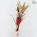 Pineapple (Per Stem)