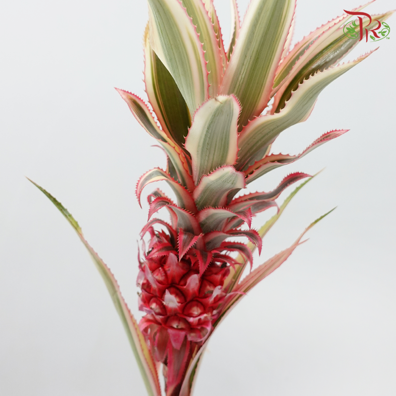 Pineapple (Per Stem)