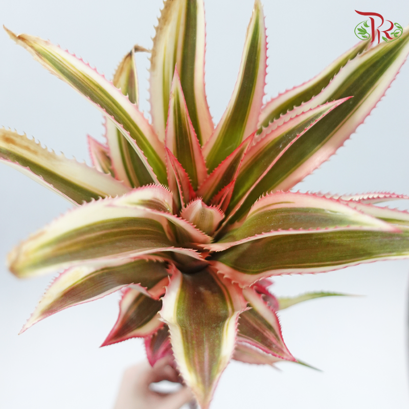 Pineapple (Per Stem)