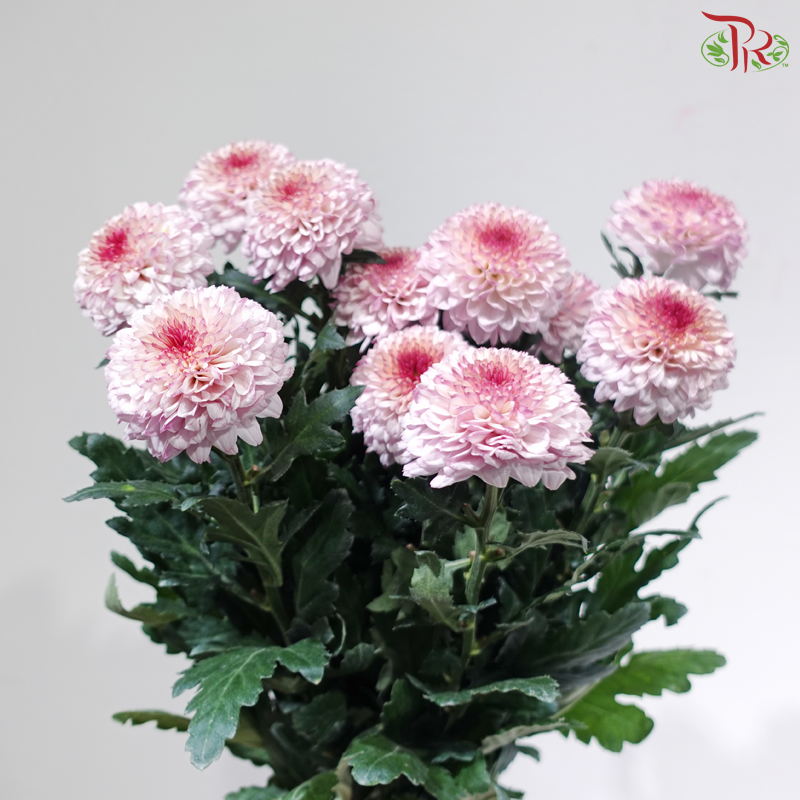 Chrysanthemum Ping Pong - Purple Serenity (12 Stems)