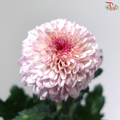 Chrysanthemum Ping Pong - Purple Serenity (12 Stems)