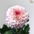 Chrysanthemum Ping Pong - Purple Serenity (12 Stems)