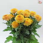 Chrysanthemum Ping Pong - Salmon Yellow (12 Stems)