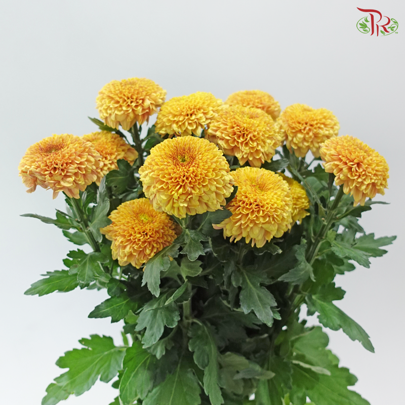 Chrysanthemum Ping Pong - Salmon Yellow (12 Stems)