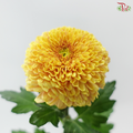 Chrysanthemum Ping Pong - Salmon Yellow (12 Stems)