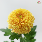 Chrysanthemum Ping Pong - Salmon Yellow (12 Stems)