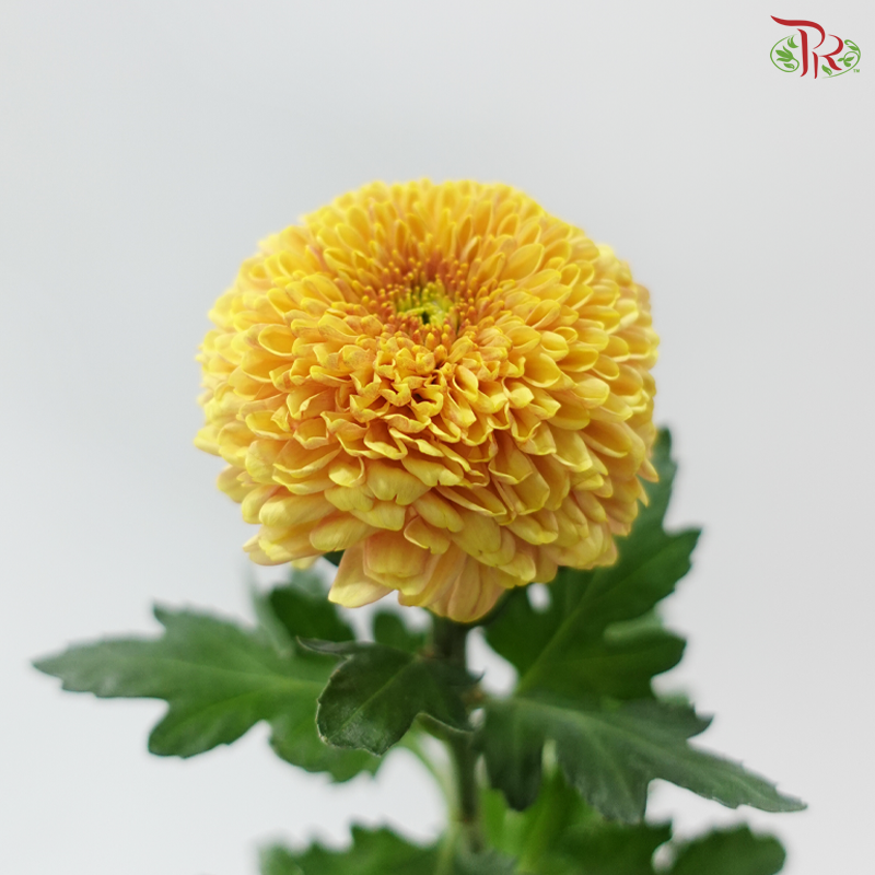 Chrysanthemum Ping Pong - Salmon Yellow (12 Stems)