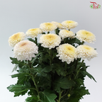 Chrysanthemum Ping Pong - White With Yellow Heart (12 Stems)