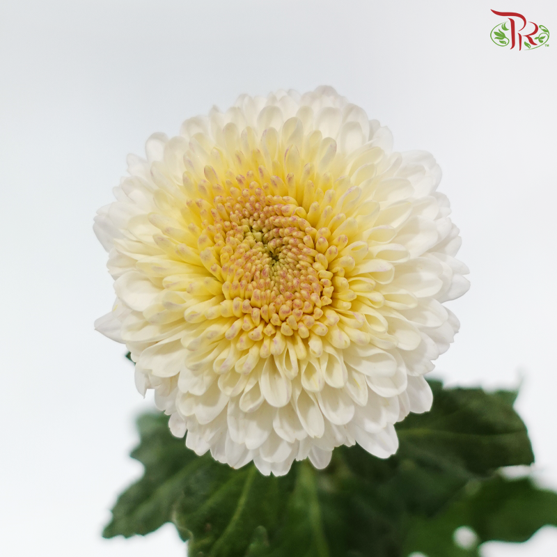 Chrysanthemum Ping Pong - White With Yellow Heart (12 Stems)
